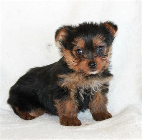 Here at teacups, puppies and boutique, we offer a wide variety of teacup yorkies and toy yorkie puppies for sale in the south florida area, including: The gallery for --> Yorkie Puppies For Free