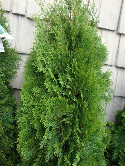 Arborvitaes Plant Care And Collection Of Varieties