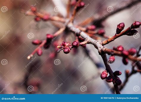 Apricot Flower Bud On A Tree Branch Branch With Tree Buds Stock Photo