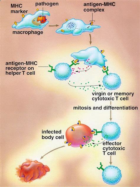 57 Best Images About Immunology On Pinterest Pathways Pharmacists
