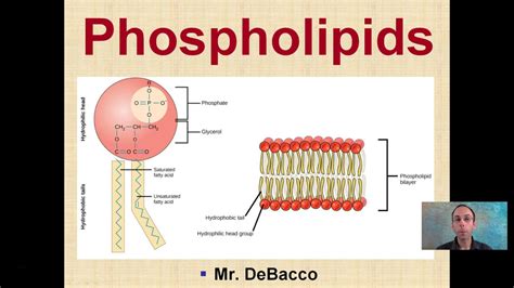 Phospholipids Youtube