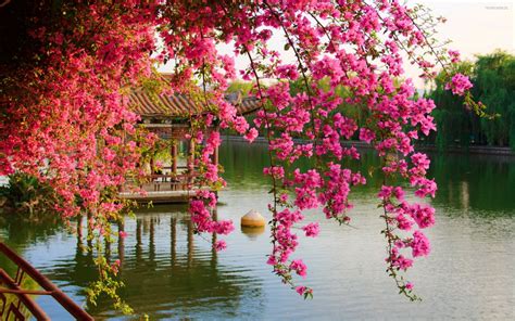 Pink Spring Flowers In The Park Chinese Kunming China Hd Wallpaper