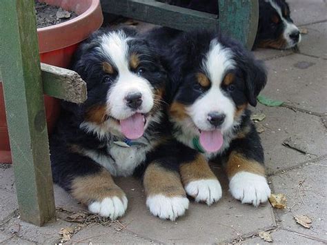 1000 Images About Bernese Mountain Dogs On Pinterest Window Boxes