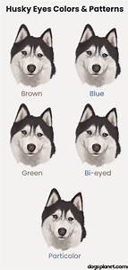 Why Do Huskies Eyes Change Color
