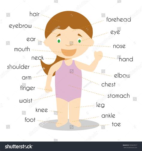 Hakuun Human Body Parts Vocabulary Vector Illustration Liittyvä