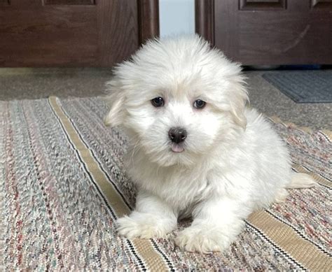 Coton De Tulears Puppies For Sale Adoption From Kansas Sedgwick