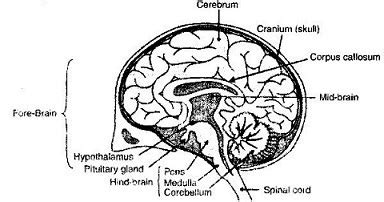 The human nervous system consists of billions of nerve cells (or neurons)plus supporting (neuroglial) cells. Draw a neat labelled diagram of human brain and name the ...