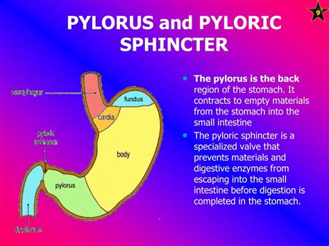 Digestive System Pyloric Sphincter