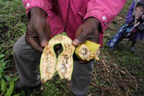Africa Closer To A Cure For Banana Disease Inter Press Service