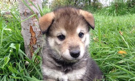 There are many adoption sites online, as well as many private breeders that offer these. German Shepherd Husky Mix Puppies Colorado - Puppy And Pets