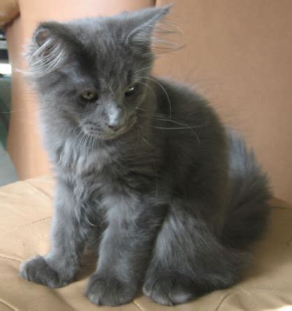 Champions, polydactyls, & shipping available. Blue Female Maine Coon Kitten Wanted. | Mansfield ...