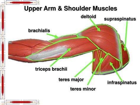 Ppt Shoulder Girdle And Upper Limb Muscles Powerpoint Presentation Id