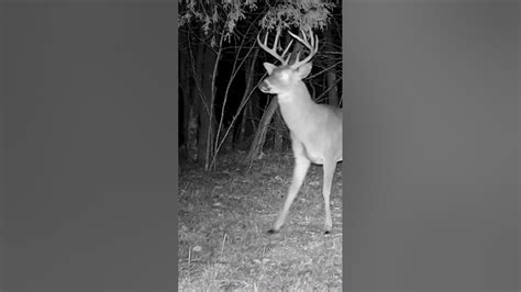 10 Point Buck Visits Scrape In The Ozark Mountains Game Camera Youtube