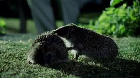 Hedgehog Mating Rituals Life Of Mammals Bbc Earth Youtube