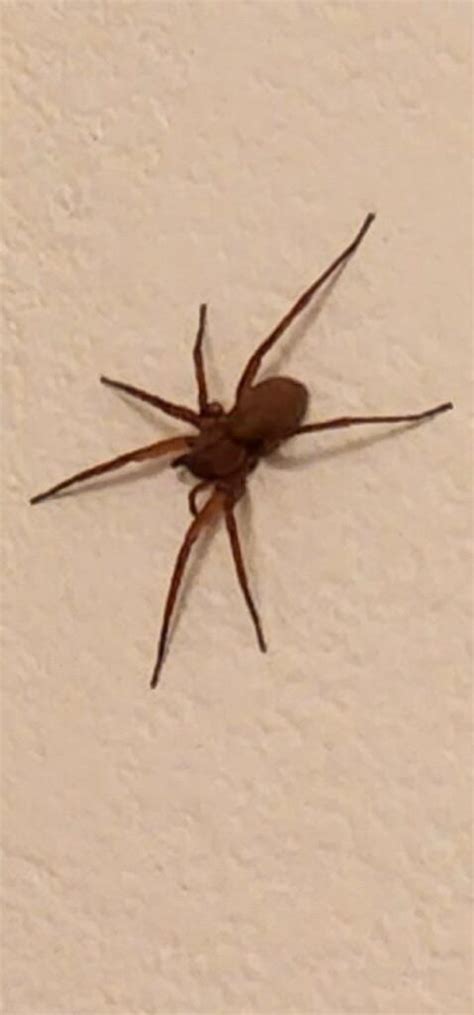Brown Recluse Spider Rwhatsthisbug