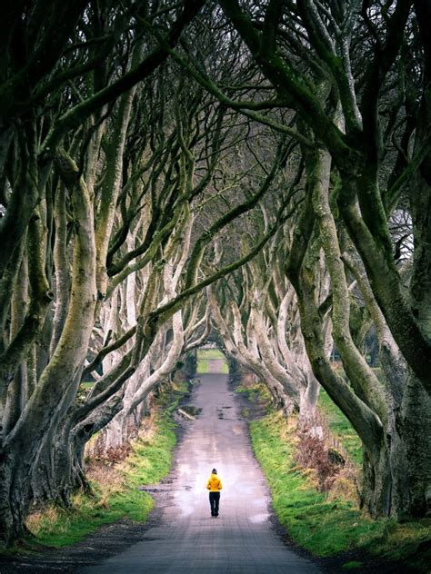 The Dark Hedges In Northern Ireland Kings Road In Game Of Thrones