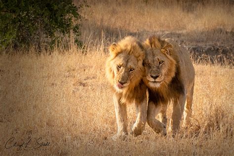 ⭐ Lions In Love Lions In Love Stock Photos Pictures And Royalty 2022 11 23