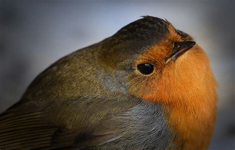 Robin Bird Small Free Photo On Pixabay Pixabay