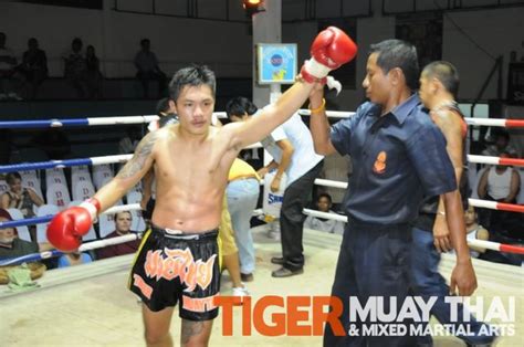 tiger muay thai fighters go 3 1 in thai boxing fights over two nights in phuket thailand
