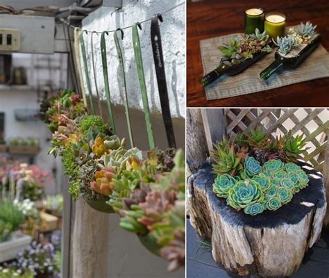 10 Cool Succulent Planter Ideas For Your Home