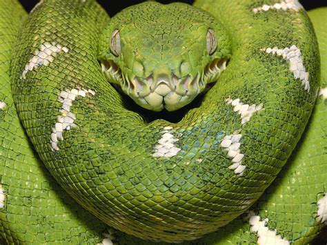 Snake scene from beetlejuice filmif you want any other scene's from this movie uploaded just leave a comment below telling me which one(s) you want. World Most Dangerous Snakes: Top 5 Most Venomous snakes in ...