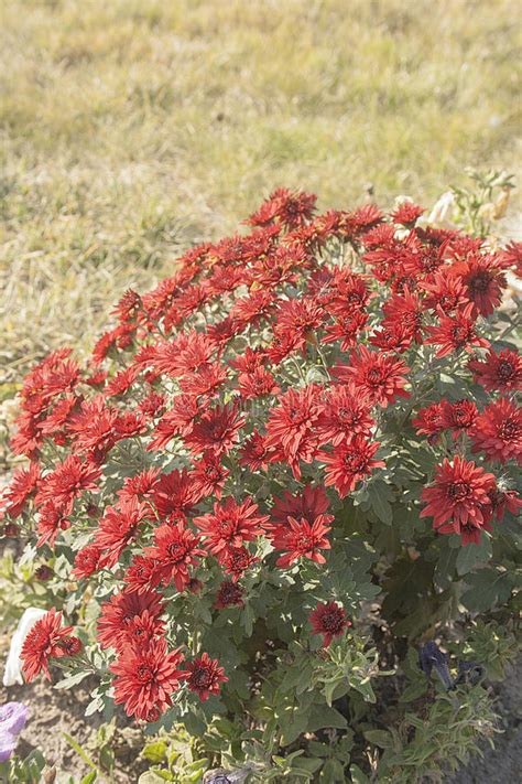 Red Flowers In The Garden Stock Image Image Of Hybrid 66066061