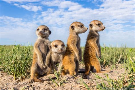 Baby Meerkats In Botswana Photographer Will Burrard Lucas Aww