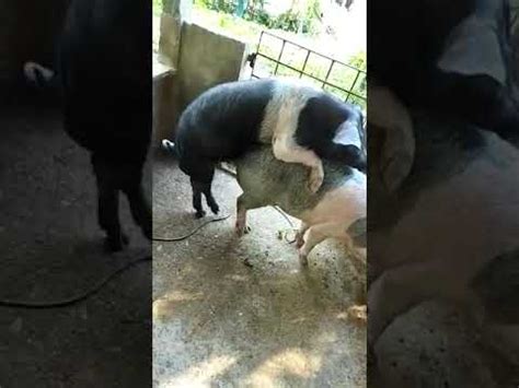 Pig Mating Time YouTube