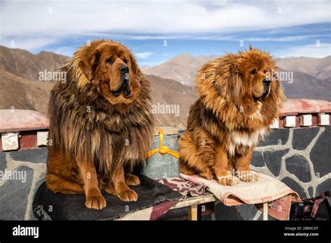 Holy Dog Of Tibet Hi Res Stock Photography And Images Alamy