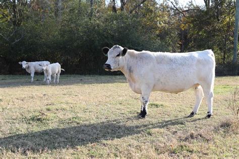 British White Cattle Breed Facts Uses Pictures Origins