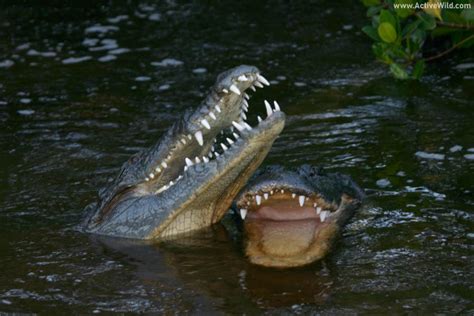 The Difference Between Alligators And Crocodiles My Honey Pet