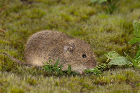 How To Get Rid Of Voles So They Stay Gone For Good Tool Digest