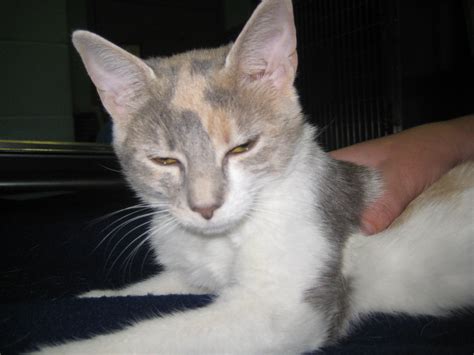 Can You Help Bolt? – New Albany/Floyd County Animal Shelter