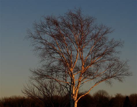 Sunset On A Birch Tree Sunset And Sunrise My Favorite Tim Flickr