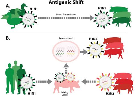 Explain how this has contributed to the current acceptance of plate tectonic theory.… read more. Antigenic shift. There are two ways that an influenza ...