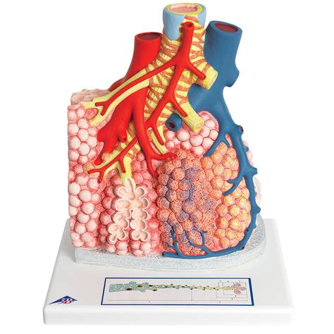 Model Of Pulmonary Lobule With Surrounding Blood Vessels 130 Times