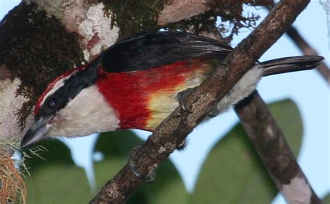 Barry The Birder New Bird Species Discovered