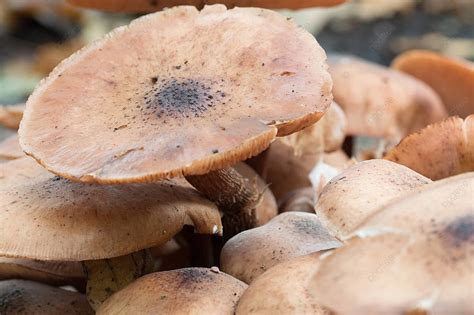 Wild Honey Fungus Mushrooms Spores Growth Group Photo Background And