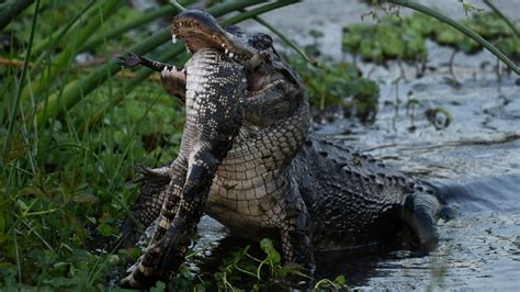 Florida Alligator Seemingly Eats Smaller Alligator In Rare Wildlife