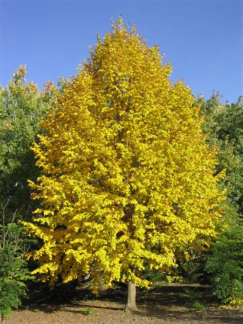 Littleleaf linden has small leaves and a more broad crown which is less formal than greenspire. Harvest Gold Mongolian Linden (Tilia mongolica 'Harvest ...
