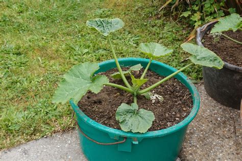 How To Grow Zucchini In Pots Grow Food Guide