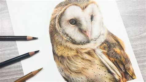 27 Realistic Barn Owl Coloring Pages