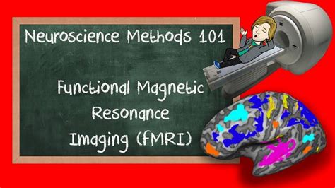 Functional Magnetic Resonance Imaging Fmri Explained Neuroscience