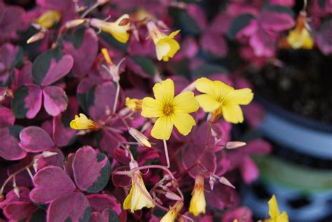 Aug 11, 2019 · oxalis triangularis is a stunning plant that can be easily grown as both a houseplant and also outdoors! Oxalis 'Plum Crazy' | Jardinería, Plantas, Hidroponia