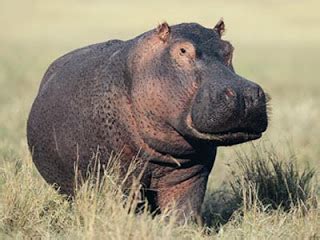 حيوان) atau binatang ialah sekelompok besar organisma eukariot multisel yang tergolong dalam alam animalia atau metazoa. YEO KAI FU's Little Blog: Ciri Khas Haiwan untuk ...