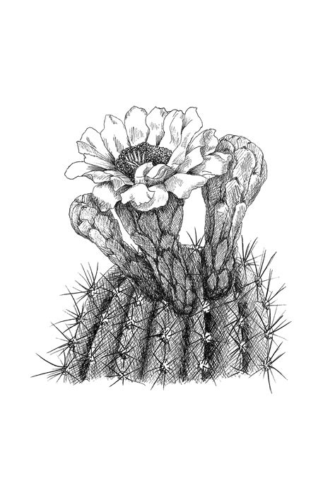 Cactus Illustration Botanical Illustration Cactus Drawing