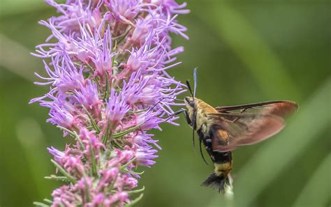 Clearwing Moth On Liatris 1 Of 1 Michael Weatherford Flickr