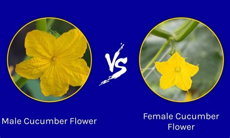 Male Vs Female Cucumber Flowers Whats The Difference A Z Animals