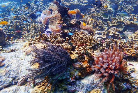 Giant clam) เป็นสกุลของหอยสองฝาขนาดใหญ่ ที่เอามาให้ดูนี่คือ สายพันธ์ที่ไม่พบในไทย ในอดีตผมเคยเจอแค่เปลือก ตัวแอดมินเคยมีโอกาส. ทัวร์เกาะแมคคลอยด์ เรนเดียร์บีช เที่ยวทะเลพม่า กับ ภูเก็ต ...