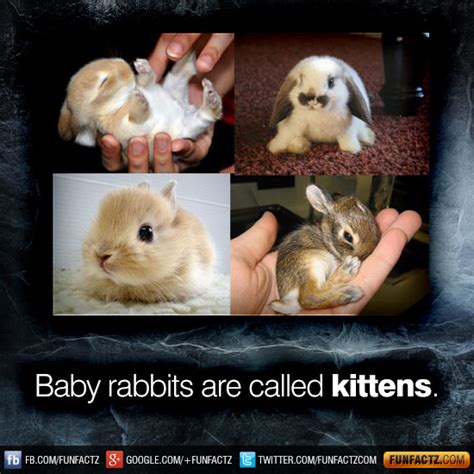 Baby Rabbits Are Called Kittens